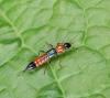 Paederus sp.
